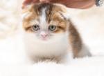 Lucy Calico - Scottish Fold Cat For Sale - Sunnyvale&comma; CA&comma; US