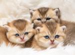 Golden Color female - British Shorthair Cat For Sale - Sunnyvale&comma; CA&comma; US