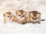 Golden Color shorthair female - Scottish Fold Cat For Sale - Sunnyvale&comma; CA&comma; US
