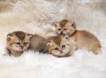 Golden Color male - British Shorthair Cat For Sale - Sunnyvale&comma; CA&comma; US