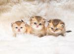 Golden Color shorthair - Scottish Straight Cat For Sale - Sunnyvale&comma; CA&comma; US