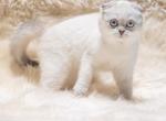 Chloe scottish fold female - Scottish Fold Cat For Sale - Sunnyvale&comma; CA&comma; US