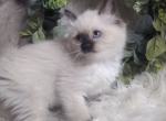 Seal Point Male - Ragdoll Cat For Sale - Minerva&comma; OH&comma; US