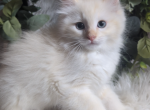 Flame Mink Male - Ragdoll Cat For Sale - Minerva&comma; OH&comma; US