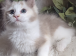 Seal Bicolor Tortie Female - Ragdoll Cat For Sale - Minerva&comma; OH&comma; US