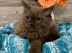 Ragdoll Babies - Ragdoll Cat For Sale - Jefferson&comma; IA&comma; US