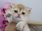 Chubby golden shaded British Shorthair female - British Shorthair Cat For Sale - Spokane&comma; WA&comma; US