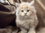 Luna x Alfred Import Bloodlines Litter B - Maine Coon Cat For Sale - Cookeville&comma; TN&comma; US