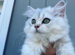 Silver shaded kittens - Scottish Fold Cat For Sale - Tukwila&comma; WA&comma; US