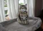 Mia - Siberian Cat For Sale - Somerset&comma; NJ&comma; US