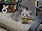 Leo - Siberian Cat For Sale - Somerset&comma; NJ&comma; US