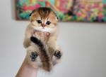 Roxy - Scottish Fold Cat For Sale - Levittown&comma; PA&comma; US