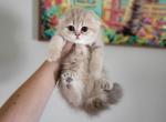 Reese - Scottish Fold Cat For Sale - Levittown&comma; PA&comma; US
