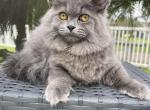 Jackson - Siberian Cat For Sale - Melbourne&comma; FL&comma; US