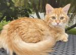 Mango - Siberian Cat For Sale - Melbourne&comma; FL&comma; US