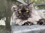 Jakaranda - Siberian Cat For Sale - Melbourne&comma; FL&comma; US