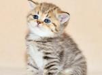 Zak1 - British Shorthair Cat For Sale - Los Angeles&comma; CA&comma; US
