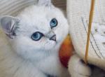 Celi - Scottish Straight Cat For Sale - Los Angeles&comma; CA&comma; US