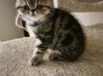 Brown Female Exotic Shorthair - Exotic Cat For Sale - Cumming&comma; GA&comma; US