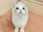 milk - Ragdoll Cat For Sale - Los Angeles&comma; CA&comma; US