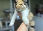Calie - Exotic Cat For Sale - Ozark&comma; AL&comma; US