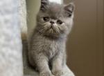 Jellybean - Persian Cat For Sale - Ozark&comma; AL&comma; US