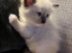 Yellow girl - Ragdoll Cat For Sale - Chambersburg&comma; PA&comma; US
