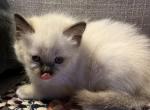 Orange collar girl - Ragdoll Cat For Sale - Chambersburg&comma; PA&comma; US