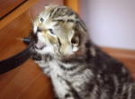 Located in LA Barny butterfly tabby marbled boy - Scottish Fold Cat For Sale - Los Angeles&comma; CA&comma; US