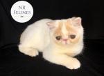 Henry Reserved - Exotic Cat For Sale - Ottawa&comma; KS&comma; US