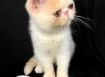 Hannah Reserved - Exotic Cat For Sale - Ottawa&comma; KS&comma; US