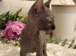Black Sphynx straight ears - Sphynx Cat For Sale - Columbus&comma; OH&comma; US