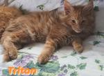 Triton - Maine Coon Cat For Sale - Manchester Township&comma; NJ&comma; US