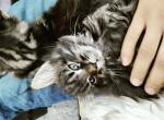 Jerry - Maine Coon Cat For Sale - Westfield&comma; MA&comma; US
