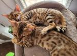 July 4th Stunning Bengal Kittens - Bengal Cat For Sale - VA&comma; US
