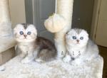 Scottish fold female kitten - Scottish Fold Cat For Sale - Thornton&comma; CO&comma; US