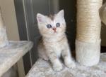Scottish straight kitten - Scottish Straight Cat For Sale - Thornton&comma; CO&comma; US