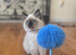 Ragdoll female last - Ragdoll Cat For Sale - Boston&comma; MA&comma; US