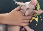 Perry - Sphynx Cat For Sale - Rockford&comma; IL&comma; US