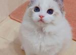 isabella - Ragdoll Cat For Sale - Los Angeles&comma; CA&comma; US