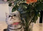 Bella - British Shorthair Cat For Sale - Philadelphia&comma; PA&comma; US
