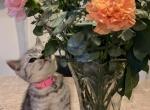 Elsa - British Shorthair Cat For Sale - Philadelphia&comma; PA&comma; US