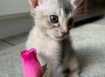 Sky - Abyssinian Cat For Sale - Staten Island&comma; NY&comma; US
