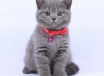 Rose - British Shorthair Cat For Sale - Brighton&comma; CO&comma; US