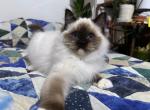 Dorothy - Ragdoll Cat For Sale - Tuscaloosa&comma; AL&comma; US