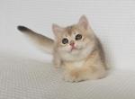 Adriana - British Shorthair Cat For Sale - Wheeling&comma; IL&comma; US