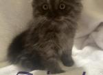 Magnificent Maynes - Maine Coon Cat For Sale - Finland&comma; MN&comma; US
