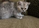 Toffee - Exotic Cat For Sale - Las Vegas&comma; NV&comma; US