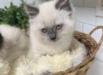 Sweetheart - British Shorthair Cat For Sale - Battle Ground&comma; WA&comma; US