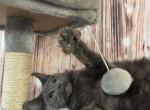 Odessa - Maine Coon Cat For Sale - Brighton&comma; CO&comma; US